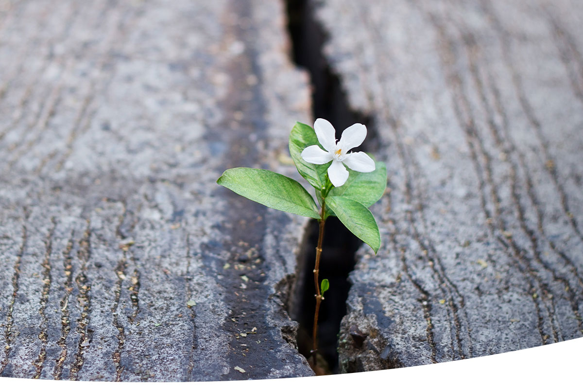 small flower growing from the cracks of wood
